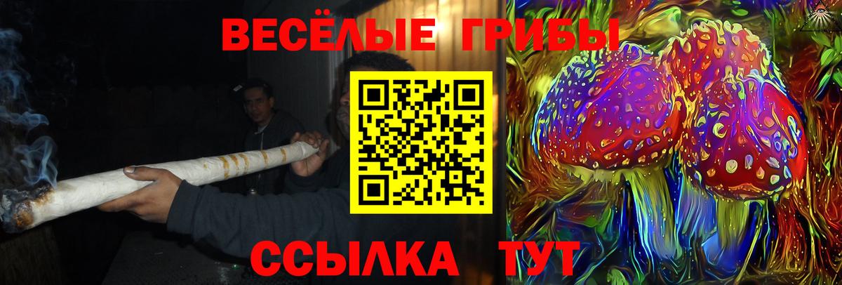 Галлюциногенные грибы Psilocybine cubensis Надым
